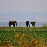 Kariba Dam - a group of elephants walking across a lush green field