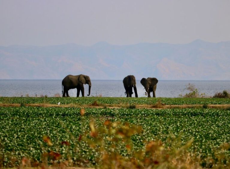 Kariba Dam - a group of elephants walking across a lush green field