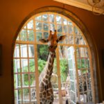 Giraffe Manor - giraffe on window during daytime