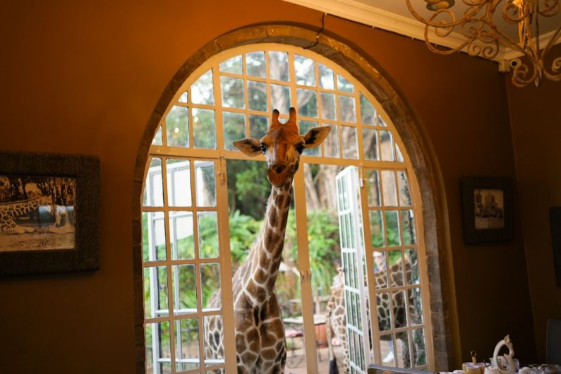 Giraffe Manor - giraffe on window during daytime