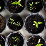 Seed Vault - green leafed seedlings on black plastic pots