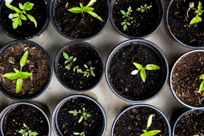 Seed Vault - green leafed seedlings on black plastic pots