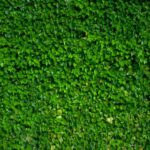 Green Wall - green grass field during daytime