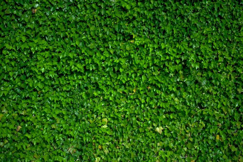 Green Wall - green grass field during daytime