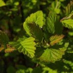 Green Vancouver - green and yellow leaf plant