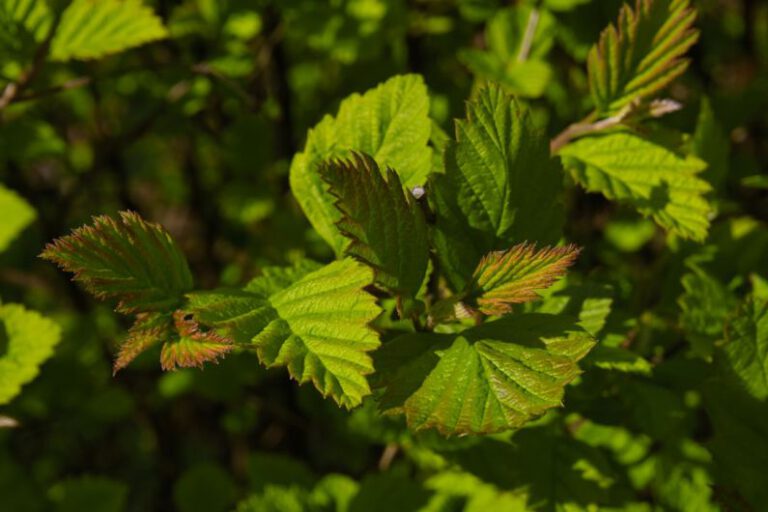 Vancouver’s Quest for the Greenest City on Earth