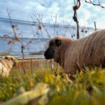 Freiburg Sustainability - brown sheep on green grass during daytime