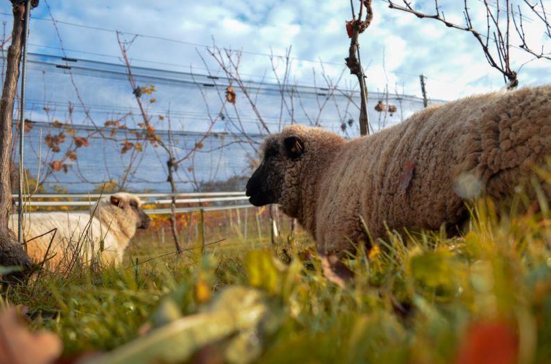 Freiburg Sustainability - brown sheep on green grass during daytime