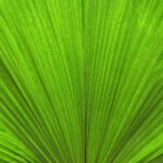 Green Hamburg - green leaf in close up photography