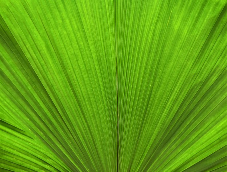 Green Hamburg - green leaf in close up photography