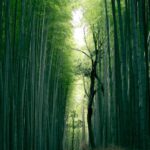 Bamboo School - brown tree trunk between bamboo trees