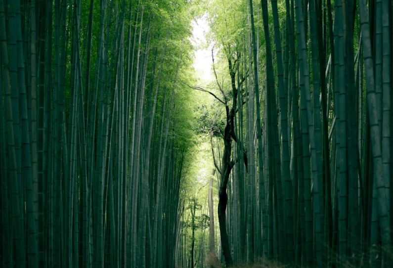 Bamboo School - brown tree trunk between bamboo trees