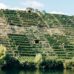 Vertical Farming - green and white concrete wall near body of water during daytime