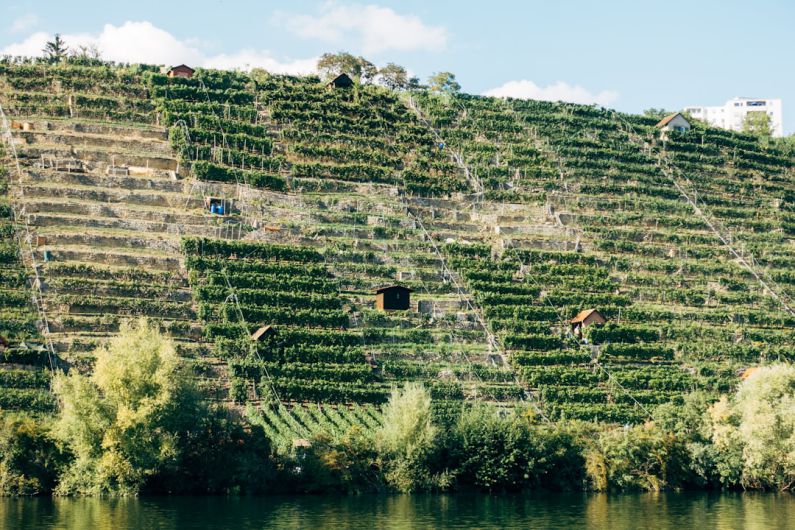 Vertical Farming - green and white concrete wall near body of water during daytime