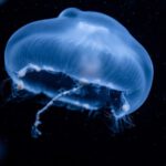 Underwater Museum - jellyfish illustration