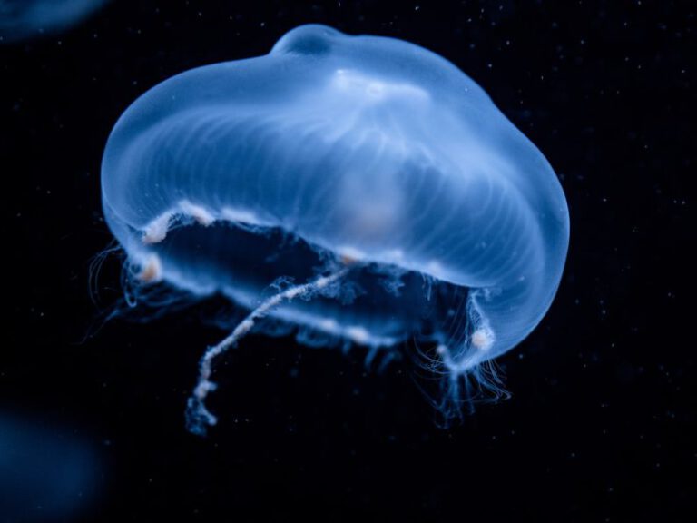 Underwater Museum - jellyfish illustration