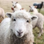 Undersea Farm - white sheep on green grass during daytime