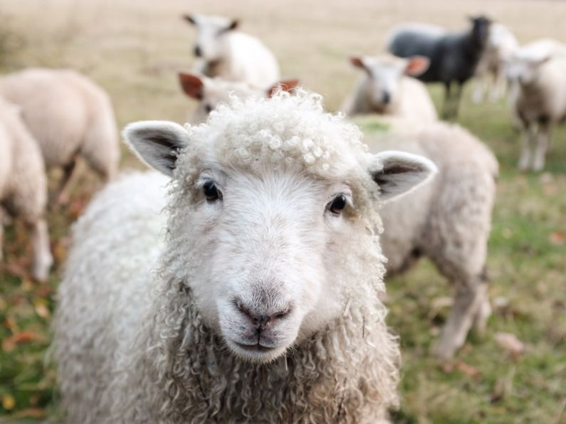 Undersea Farm - white sheep on green grass during daytime